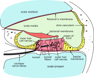 Cochlea-crosssection