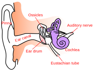 Ear-anatomy-text-small-en.svg