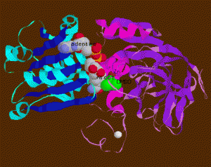 LADH_holo_cleft_rib