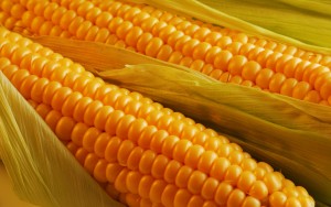 Freshly harvested corn, close up.