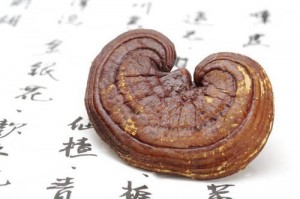 ganoderma